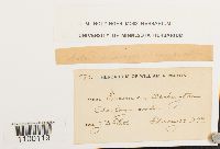 Aulacomnium androgynum image