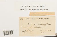 Aulacomnium androgynum image