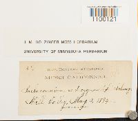 Aulacomnium androgynum image