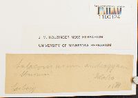 Aulacomnium androgynum image