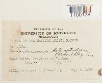 Aulacomnium heterostichum image