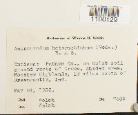 Aulacomnium heterostichum image