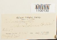 Aulacomnium heterostichum image