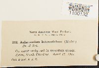 Aulacomnium heterostichum image