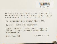 Aulacomnium heterostichum image