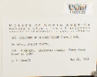 Aulacomnium heterostichum image