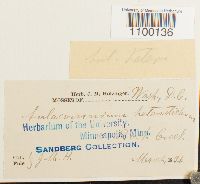 Aulacomnium heterostichum image