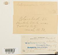 Aulacomnium heterostichum image