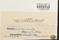 Aulacomnium heterostichum image