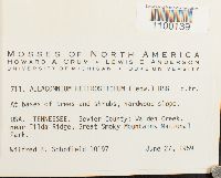 Aulacomnium heterostichum image