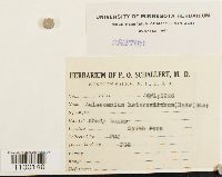 Aulacomnium heterostichum image