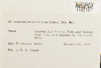 Aulacomnium heterostichum image