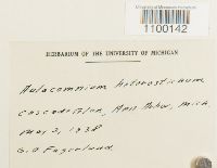 Aulacomnium heterostichum image