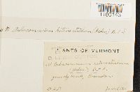 Aulacomnium heterostichum image