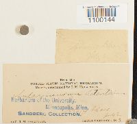 Aulacomnium heterostichum image