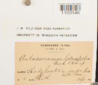 Aulacomnium heterostichum image