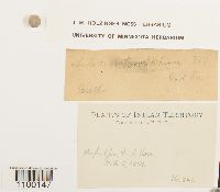 Aulacomnium heterostichum image