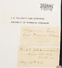 Aulacomnium heterostichum image