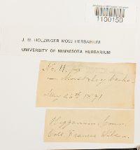 Aulacomnium heterostichum image