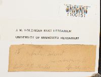 Aulacomnium heterostichum image