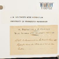 Aulacomnium heterostichum image