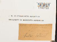 Aulacomnium heterostichum image