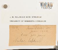 Aulacomnium heterostichum image