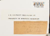 Aulacomnium heterostichum image