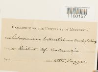 Aulacomnium heterostichum image