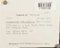 Aulacomnium heterostichum image