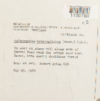 Aulacomnium heterostichum image