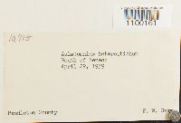 Aulacomnium heterostichum image