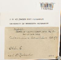 Aulacomnium heterostichum image