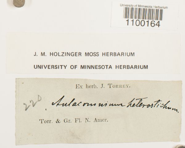 Aulacomnium heterostichum image