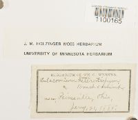 Aulacomnium heterostichum image