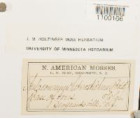 Aulacomnium heterostichum image