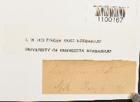 Aulacomnium heterostichum image