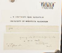 Aulacomnium heterostichum image