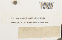 Aulacomnium heterostichum image