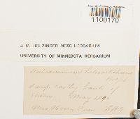 Aulacomnium heterostichum image