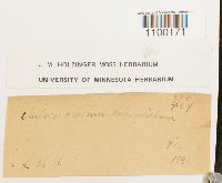 Aulacomnium heterostichum image