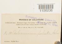 Aulacomnium palustre image