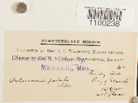 Aulacomnium palustre image