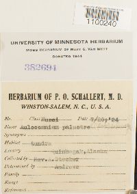 Aulacomnium palustre image