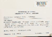 Aulacomnium palustre image