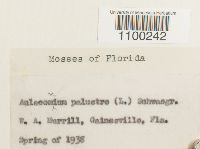 Aulacomnium palustre image