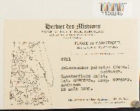 Aulacomnium palustre image