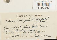 Aulacomnium palustre image