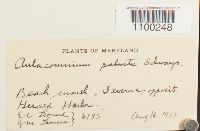 Aulacomnium palustre image