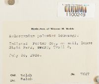 Aulacomnium palustre image